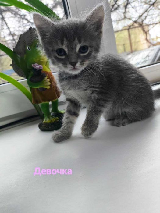 Отдам котят в добрые руки