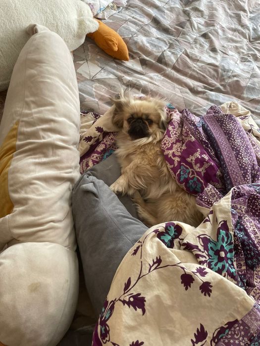 Щенки Пекинеса бронь