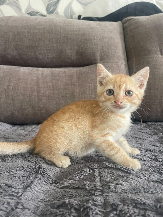 Отдам котят в добрые руки!