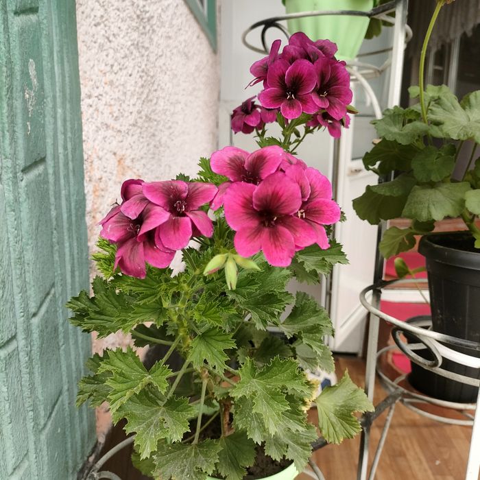 Продаю комнатные цветы , комнатные расстения от 5000тг и выше