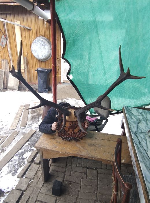 Vând coarne de cerb carpatin și cocos de munte