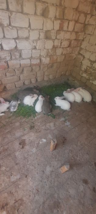 Коян 2 ай болған