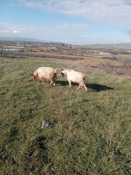 Млади пръчове и кози