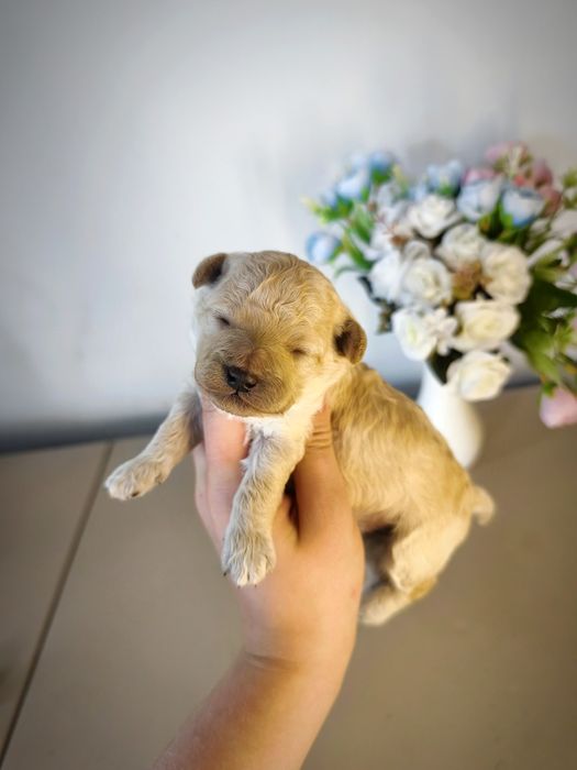 Пудель шикарные детки