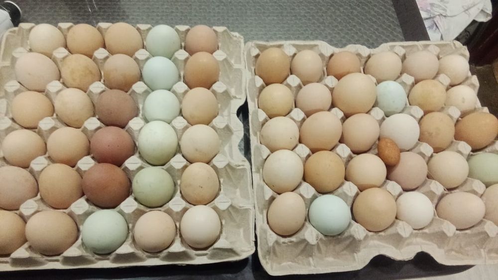 Инкубационное яйцо