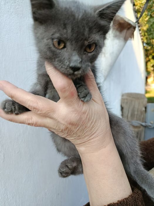 Пристраивается котёнок
