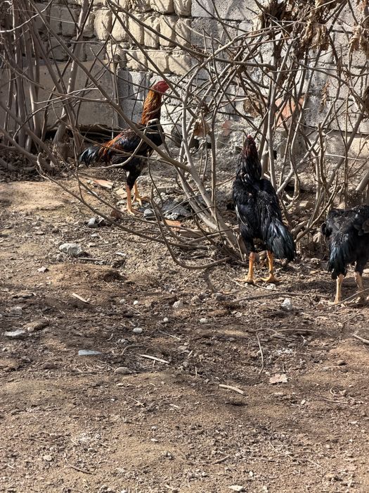 Хурозлар сотилади 4 та 3 таси жужа 11 ойлик битаси 2 йилли кур