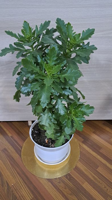 Комнатные  цветы