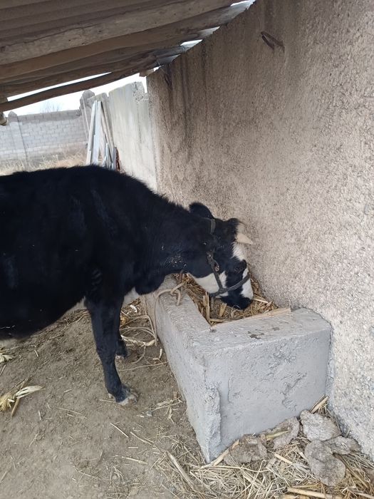 Сиыр 1 Туган еты орташа срочно