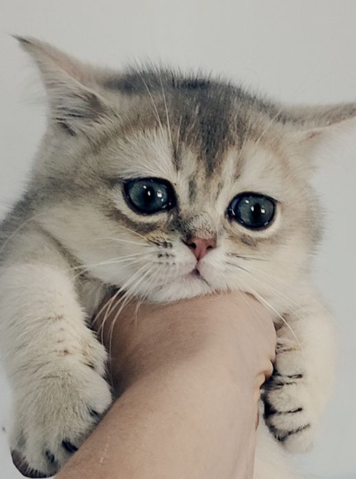 Котята Шиншиллы Фолд
