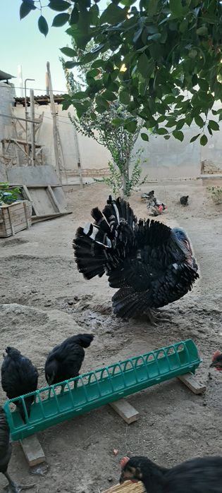 Induk 7.8 kilo atrofida