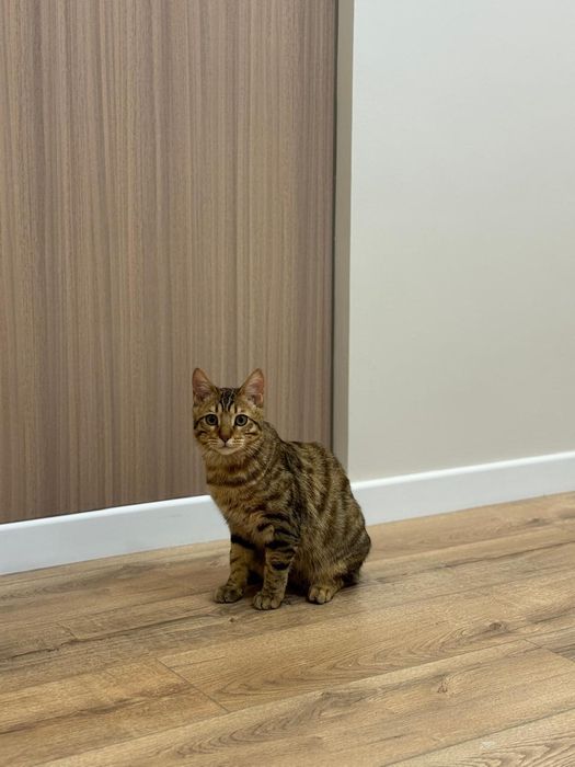 Отдам кота в добрые руки