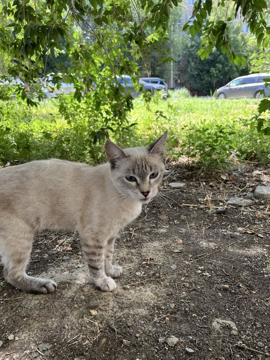 В добрые руки кошечка
