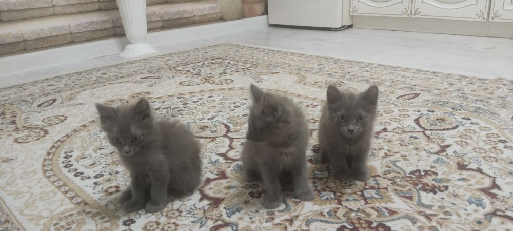 Котята,котята,котята