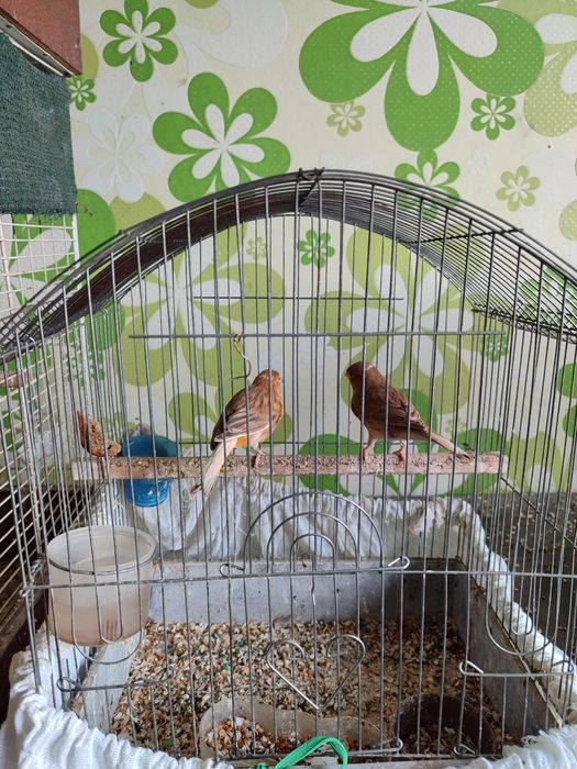 Готовая самочки цена 10000 тенге.