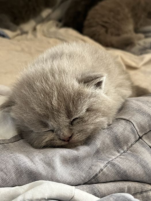 Scottish Fold продается