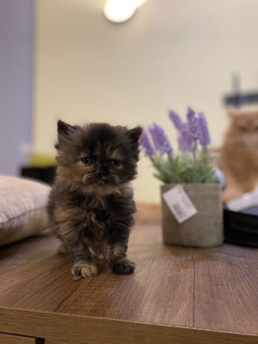 Персийски бебета котета