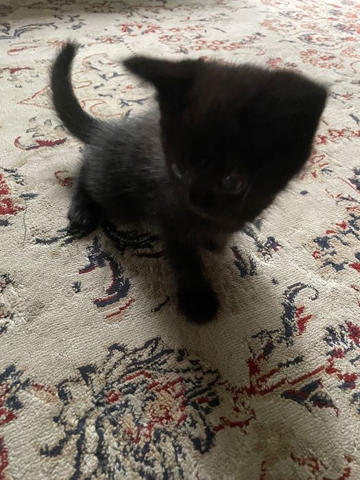 Котята в хорошие руки