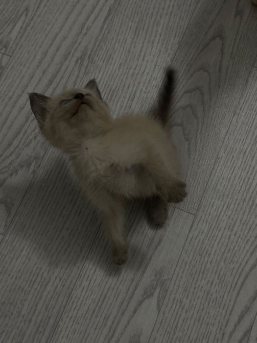 Отдам котят в хорошие руки