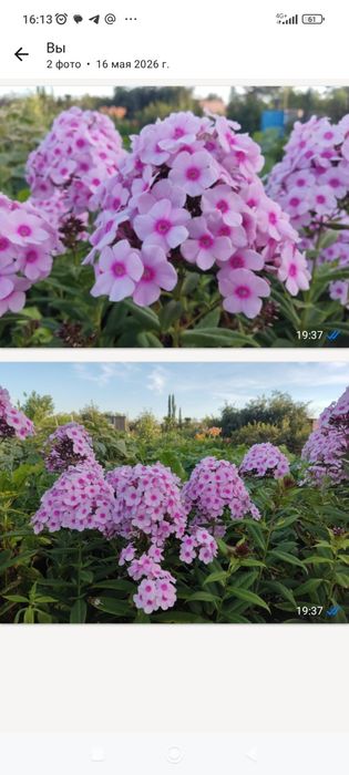 Флокс метельчатый