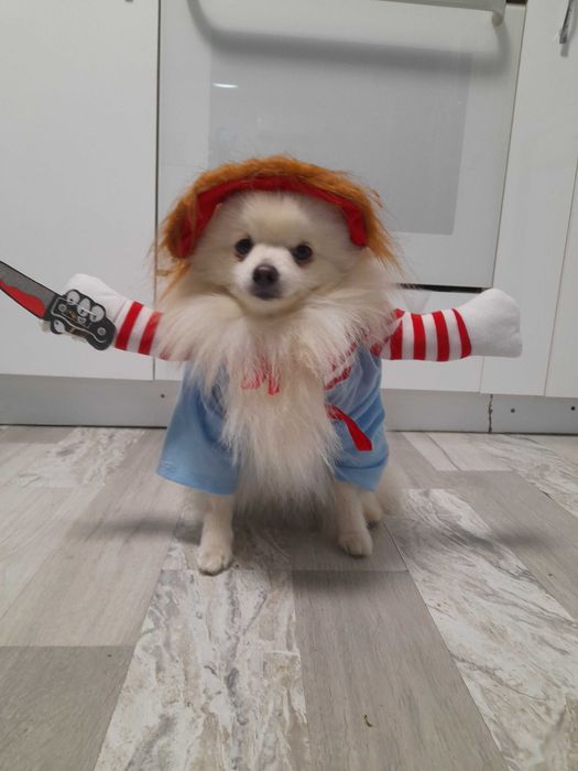 Смешни Дрехи за малки кучета