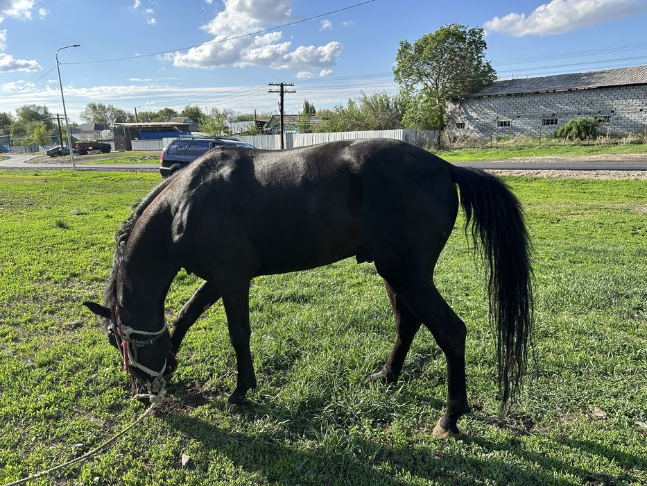 Жорға, Жорга, Иноходец