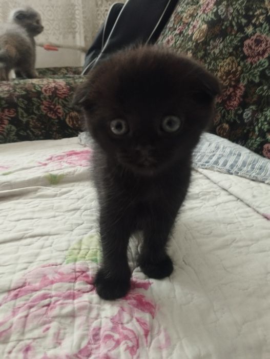 Шотландские вислоушки