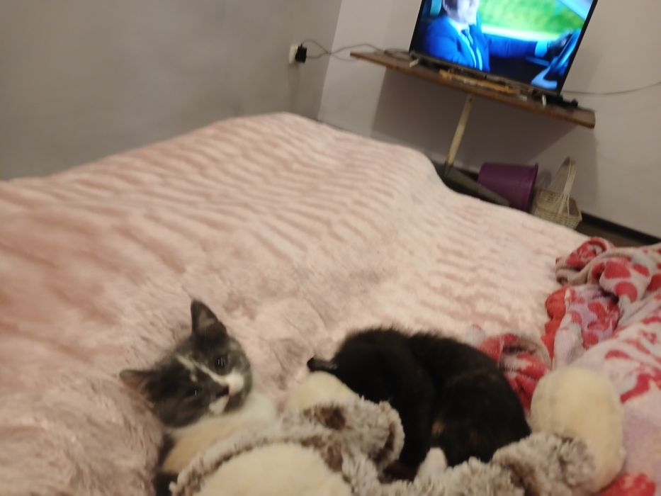 Продаются котики за символическую плату