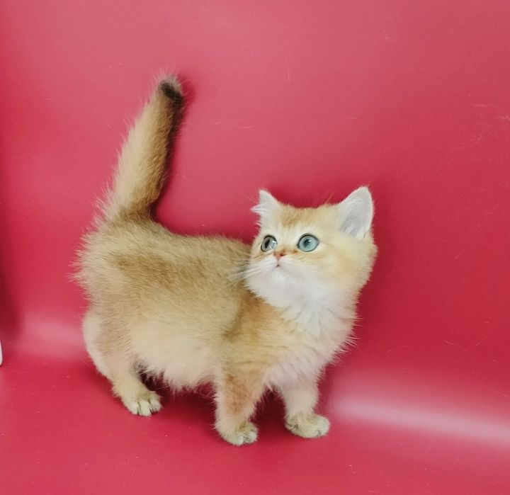 Доп теуіп жатқан порно видео