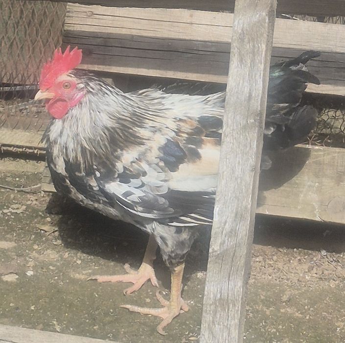 продаётся петуха 3 шт