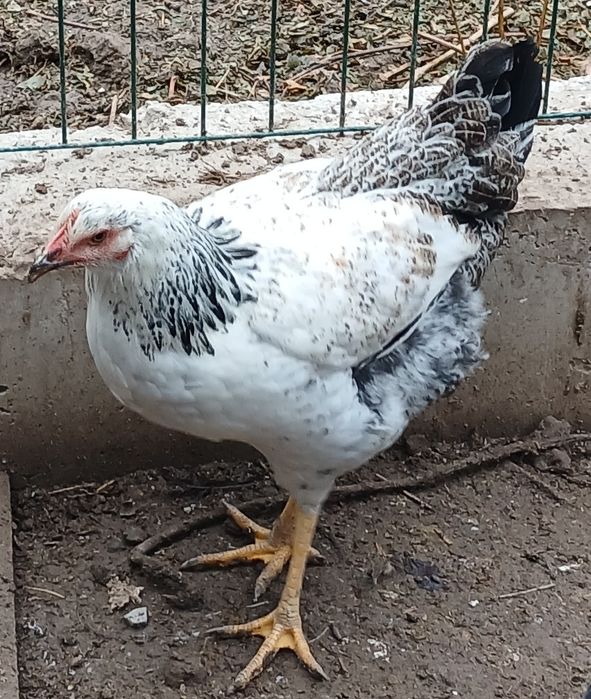 Продам петуха и курочку