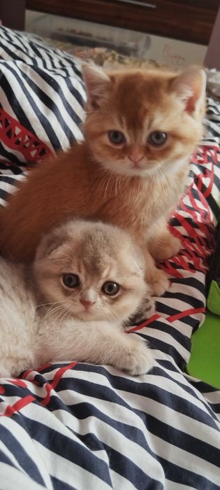 Разкошни златни клепоухи шотландчета