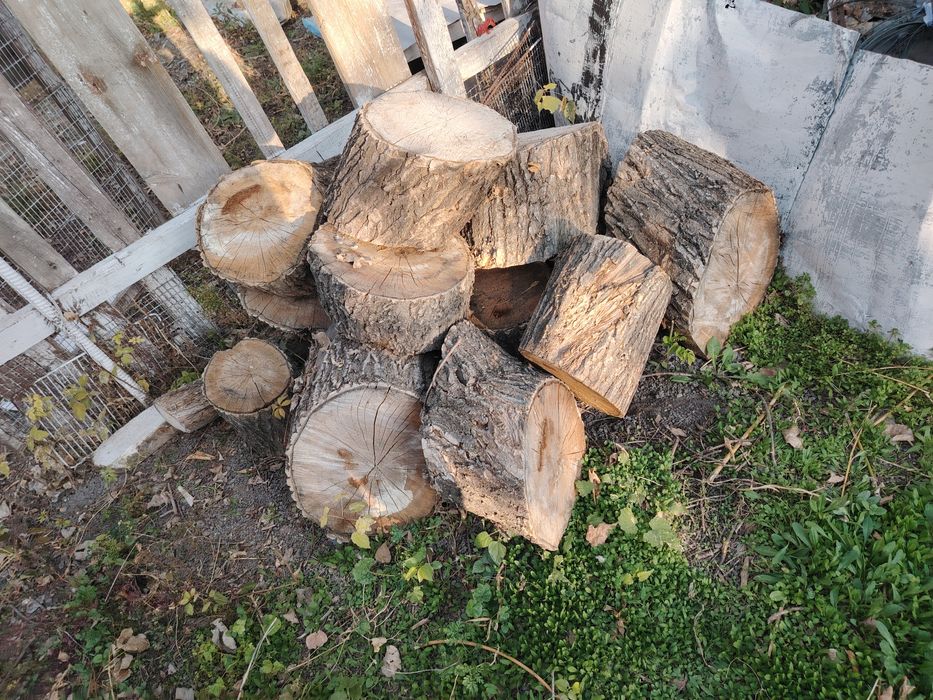 Продам ДРОВА клен