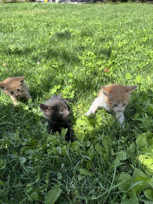 5 котят в добрые руки