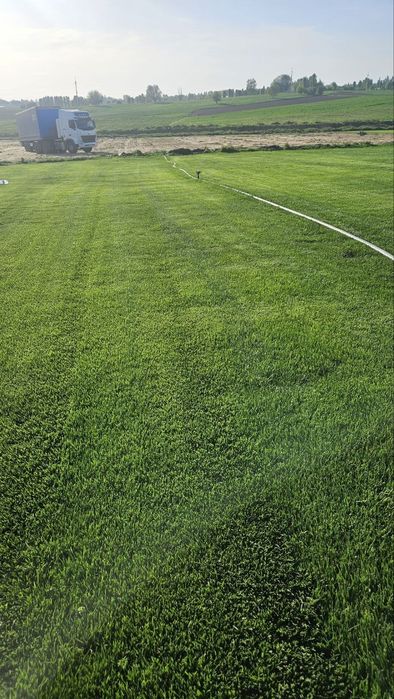 Tirik Rulon Gazon Toshkent - Живой газон цена Ташкент Uzb Gazonlar.Uz