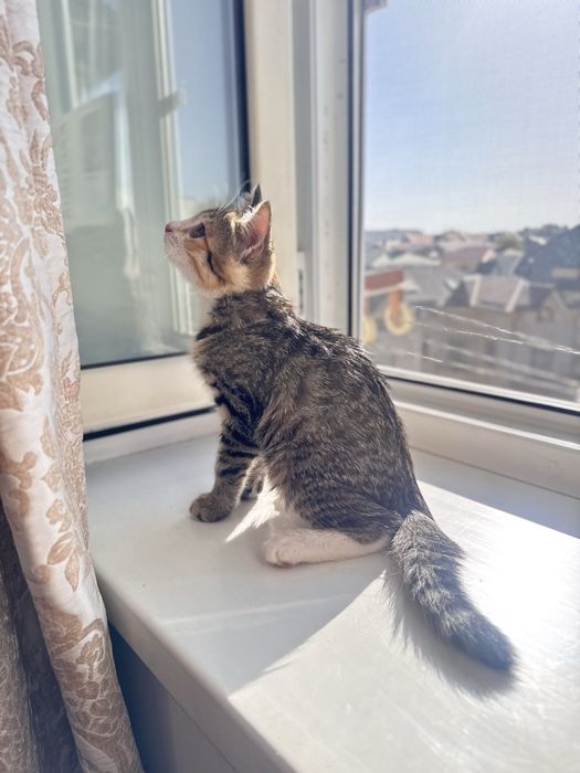 Отдам котёнка в добрые руки.