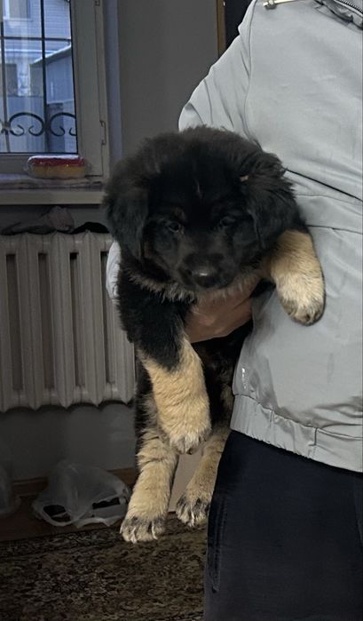 Продам щенка мальчика