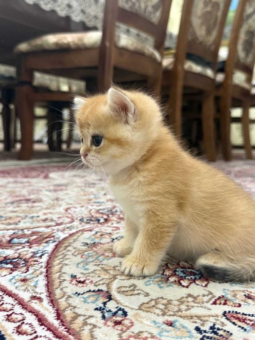 Алиментный котенок Scotish straight от чистокровных родителей