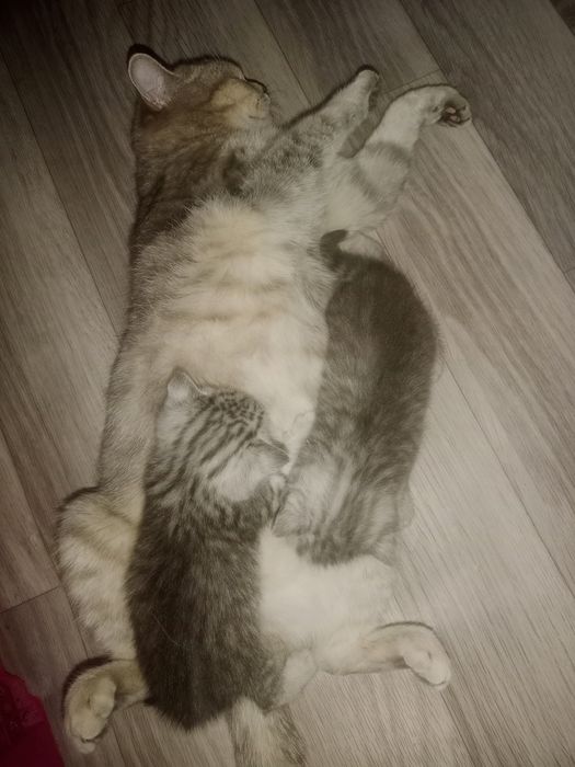 Шотландский котята