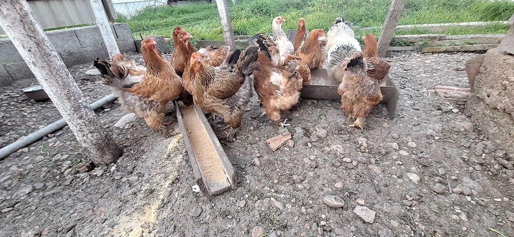 Vând 12 găini brachman