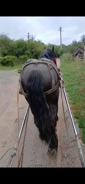 Cârlan de vânzare!