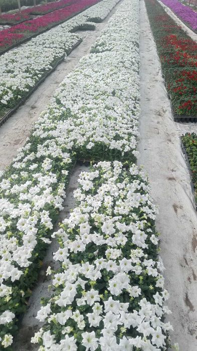 Петуня цветы рассады