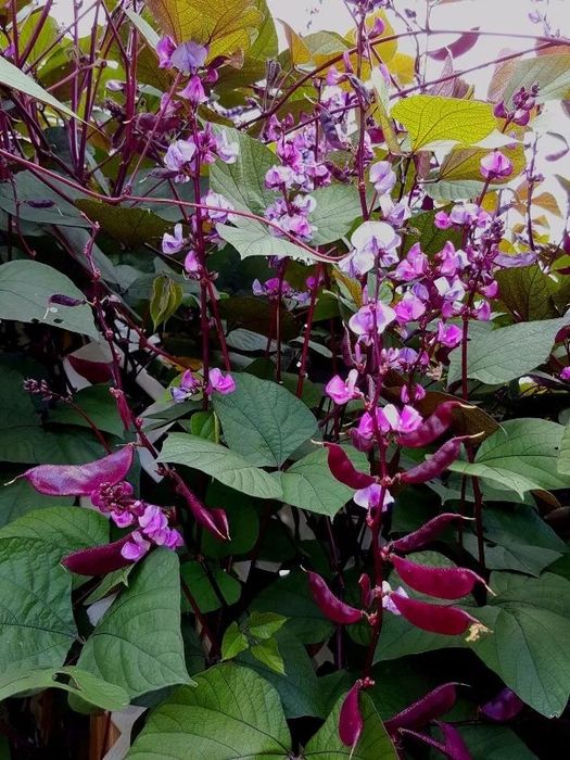 Цветы! Читать описание.