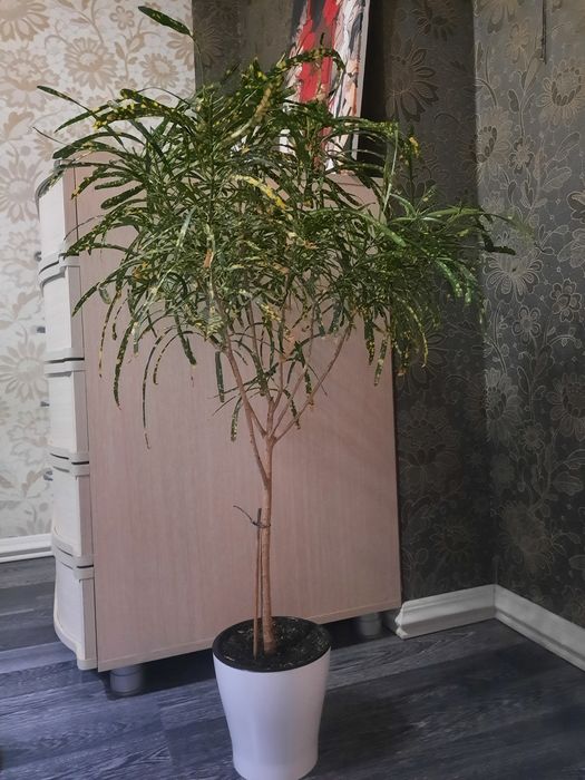 Продам цветок  "Кротон"