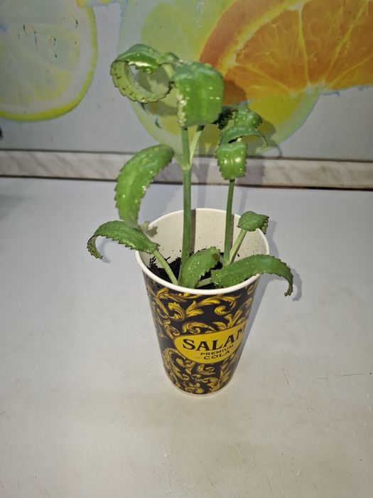 Продам Каланхоэ Дегремона