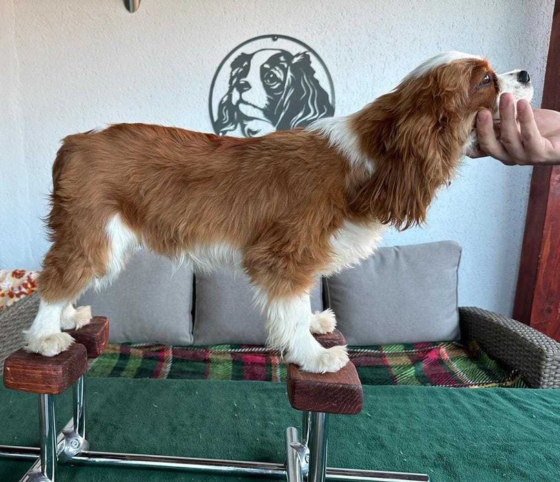 De vanzare mascul deosebit din rasa Cavalier king charles spaniel