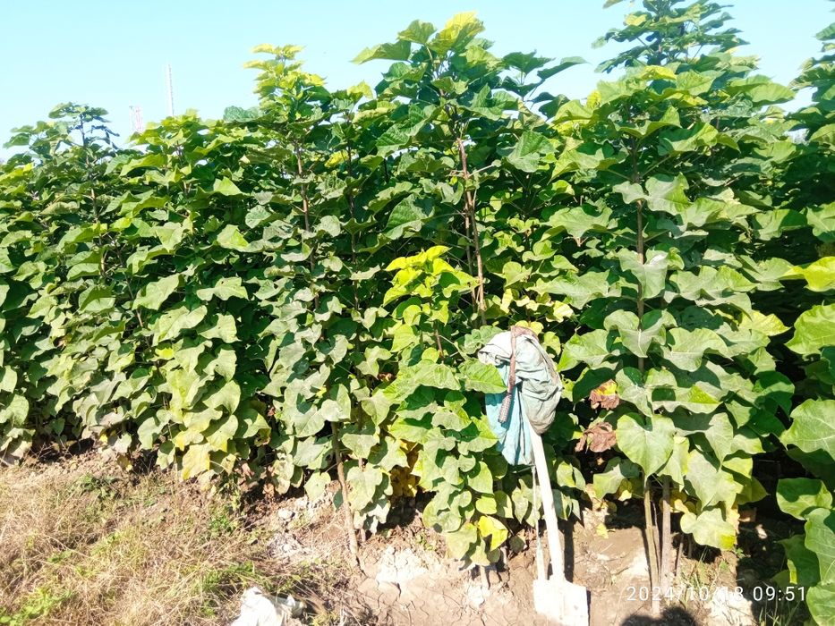 Декоративные каталпа кочатлар