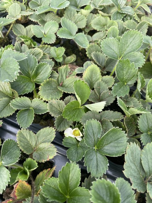 Разсад марул ягоди