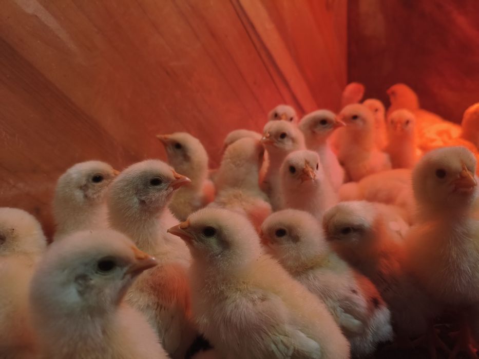Продам цыплят несушек