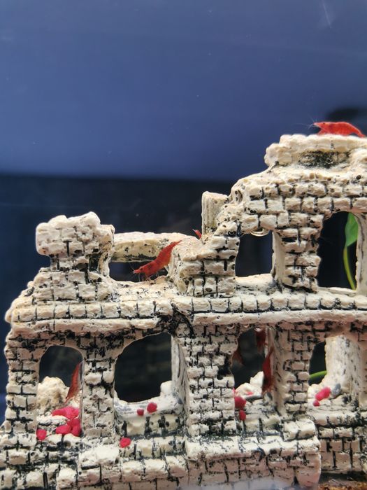 CREVEȚI RED CHERRY. Producție propie